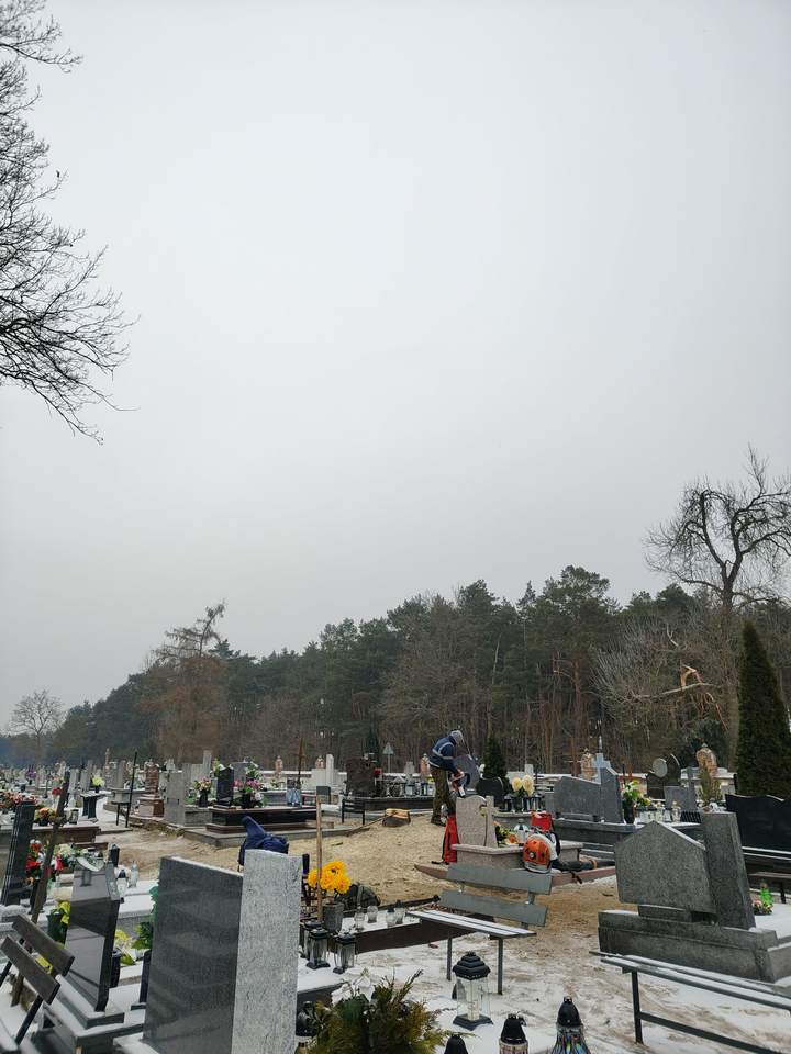 Świerk na cmentarzu – po