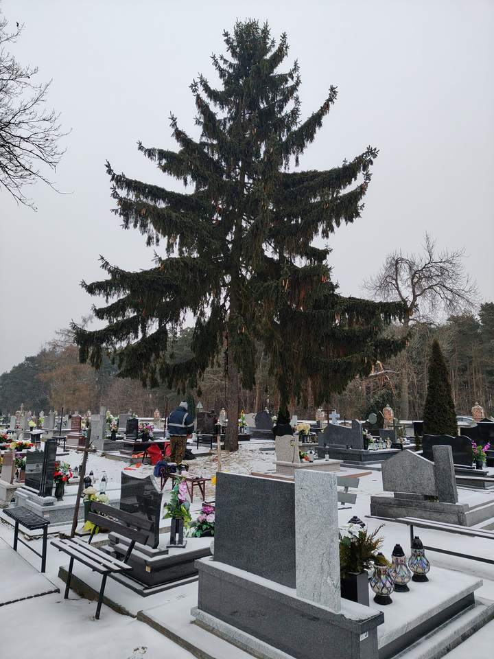 Świerk na cmentarzu – przed