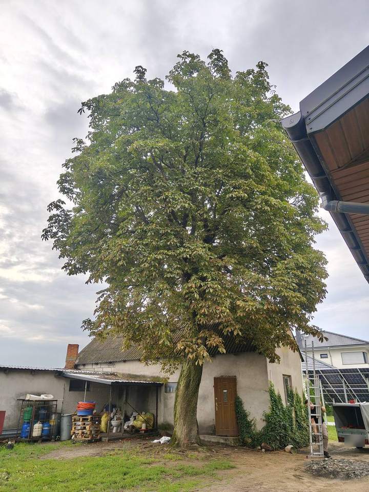 Kasztanowiec przy budynku – przed